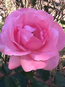 Rosa do roseiral da minha mãe
