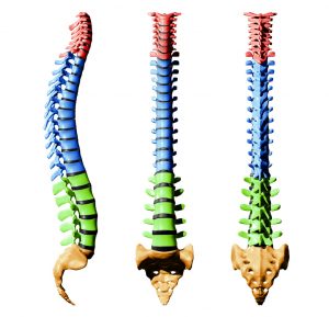 Spine Vertebrae - Color Parts